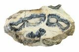 Mammoth Molar Slice With Case - South Carolina #335357-1